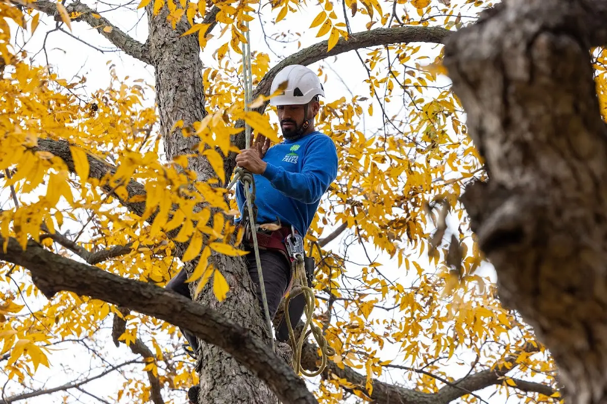 Skilled Dead Tree Removal crew working in Rogers